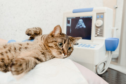 מה לצפות כאשר אתה לוקח את חיית המחמד שלך לבדיקת רנטגן